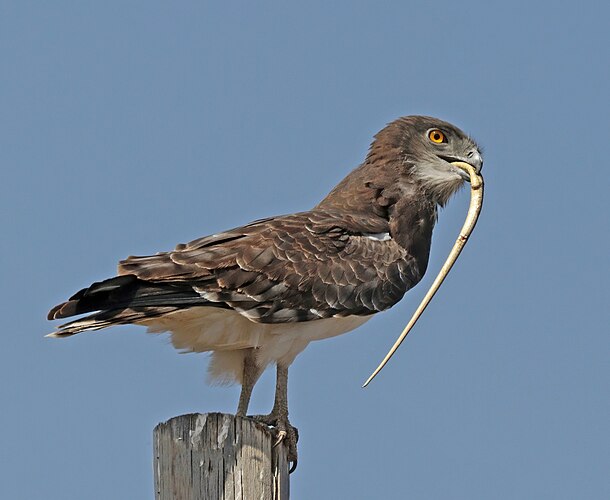 Чёрный змееяд (Circaetus pectoralis) с пойманной змеёй