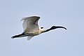 * Nomination Black-headed ibis (Threskiornis melanocephalus) in flight over the Kaveri, India --Tagooty 10:29, 6 August 2022 (UTC) * Withdrawn Not the best, but good quality -- Spurzem 18:02, 14 August 2022 (UTC) not quite QI, but close --Charlesjsharp 10:37, 15 August 2022 (UTC) Thanks for the reviews. --Tagooty 15:45, 15 August 2022 (UTC)