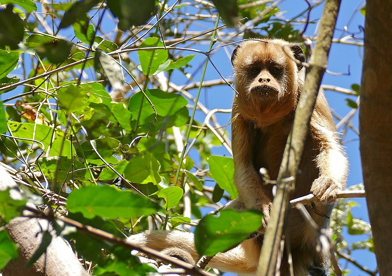 File:Black Howler Monkey (Alouatta caraya) female (31432114641).jpg