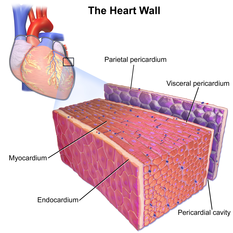 3D rendering showing thick myocardium within the heart wall. Blausen 0470 HeartWall.png