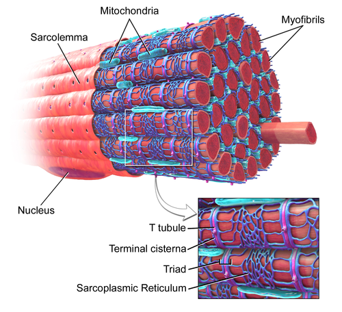 Skeletal muscle fiber, with sarcoplasmic reticulum colored in blue.