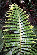 Miniatura para Blechnum cartilagineum