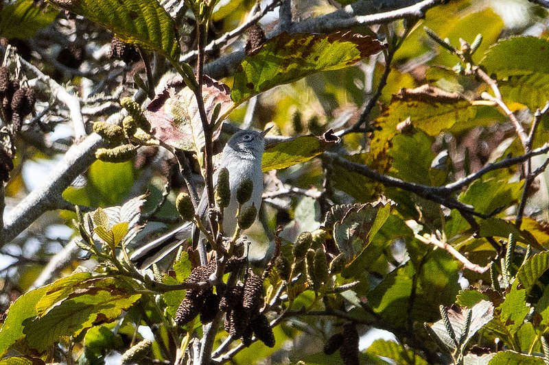 File:Blue-gray Gnatcatcher Muddy Hollow Marin CA 2018-09-24 12-11-25 (45723014821).jpg