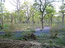 Сини звънци, Finemere Wood 2 - geograph.org.uk - 936147.jpg