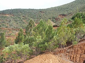Casuarina collina (iron wood) and Acacia spirorbis (false guaiac) about seven years in a rehabilitation of mining lands - Commune of Montdore - South Province