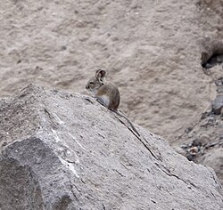 Bolivian Big-eared Mouse imported from iNaturalist photo 188371874 on 9 January 2023.jpg