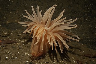 <i>Bolocera tuediae</i> Species of sea anemone