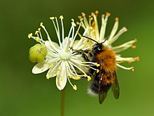 Tree bumblebee on the small-leaved lime Bombus hypnorum - Tilia cordata - Keila.jpg