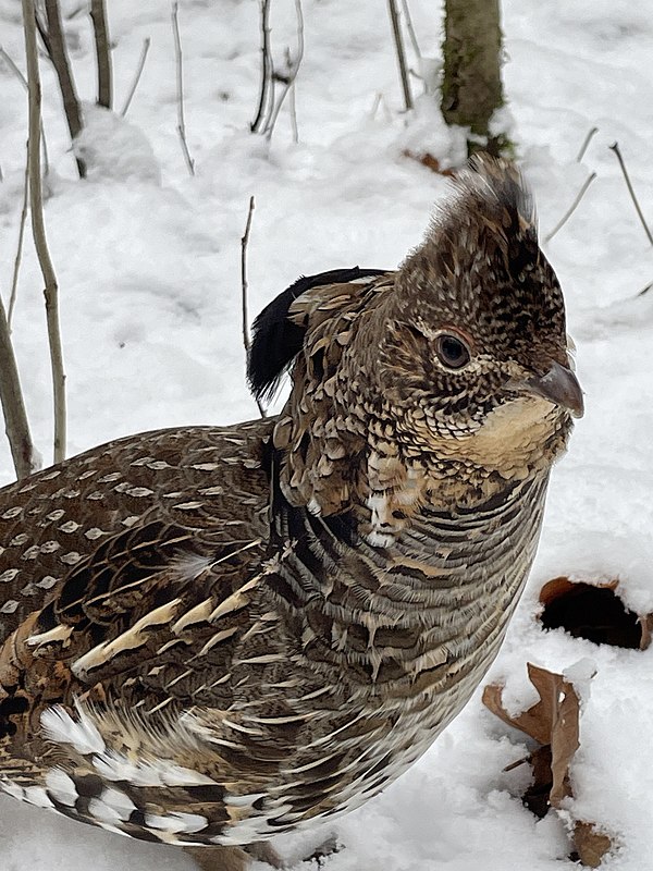 A ruffed grouse found at the Kortright Centre for Conservation.