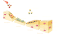 Bone regeneration - Bone remodeling cycle II - Endosteal sinus Monocyte Pre-osteoclast Osteocyte Osteoclast Macrophage Pre-osteoblast Osteoblast Bone-lining cell Osteoid New bone Old bone