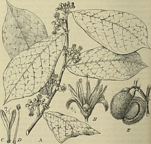 Botanische Jahrbucher fur Systematik, Pflanzengeschichte und Pflanzengeographie (1911) (20215143720).jpg