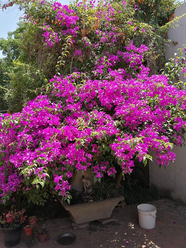 Bougainvillea - Wikiwand