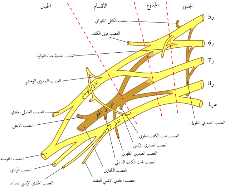 File:Brachial plexus 2-2.png