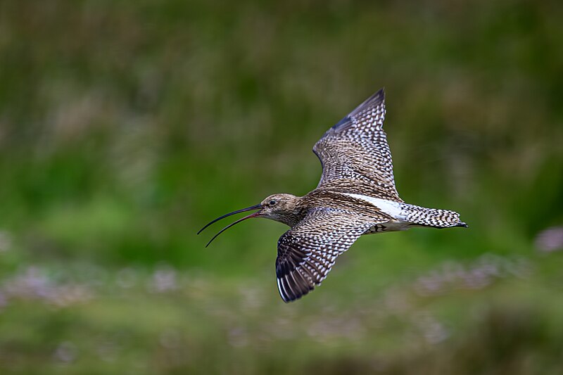 File:Brachvogel im Flug.jpg