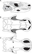 Brachydectes skull.PNG