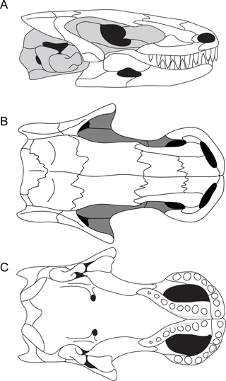 <i>Brachydectes</i> Extinct genus of tetrapods