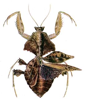 Majangidae Family of praying mantises