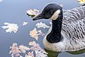 * Nomination Canada goose (Branta canadensis). Portrait. --Lystopad 16:50, 15 November 2018 (UTC) * Promotion Good quality. --MB-one 19:13, 15 November 2018 (UTC)