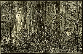 Ilustração de 1879 mostrando a Floresta Amazonica, habitat de Pharomachrus pavoninus.