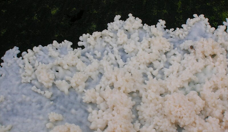 File:Brefeldia maxima plasmodium - Tapioca slime mold.jpg