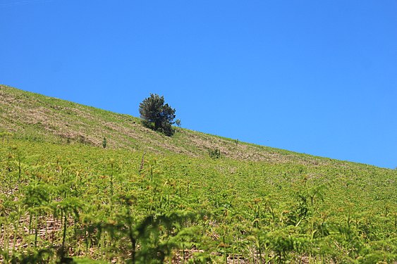 A bright and cloudless blue spring sky.