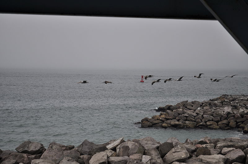 File:Brown Pelicans in flight, Westport, WA 02.jpg