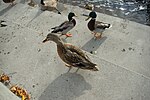 Thumbnail for File:Brown duck at Millennium Plaza on Lakewood Bay - Lake Oswego, Oregon.jpg