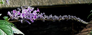 <i>Buddleja lindleyana</i> species of plant