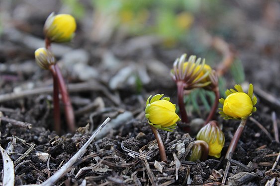 Buds of Eranthis hyemalis in early spring, Rheingau-Taunus-Kreis, Deutschland