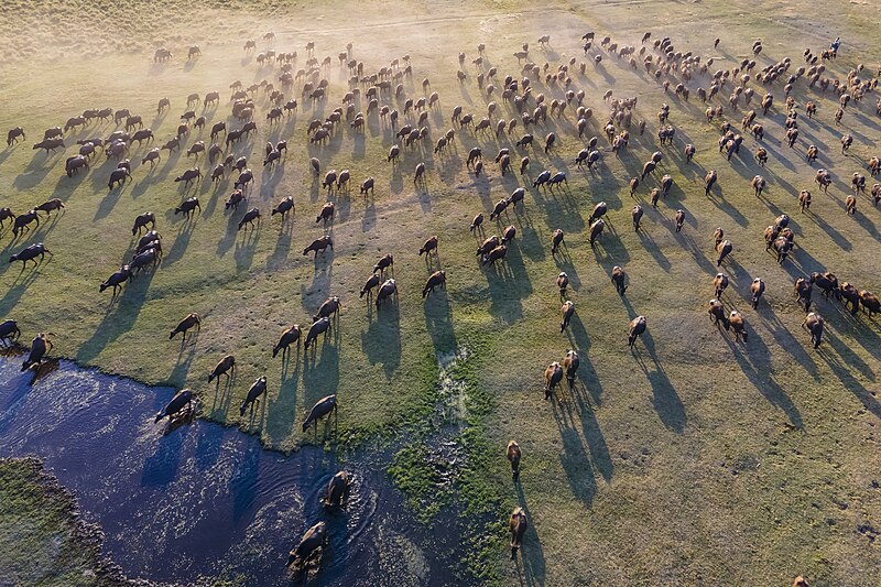 File:Buffalos at Hürmetçi Wetlands.jpg
