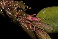 Bulbophyllum tortuosum -Raab Bustamante.jpg