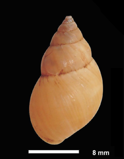 <i>Bulimulus tenuissimus</i> Species of gastropod