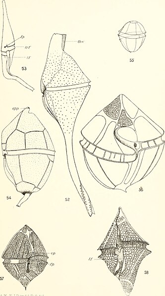 File:Bulletin of the Museum of Comparative Zoology at Harvard College (1906-1907) (20301981398).jpg