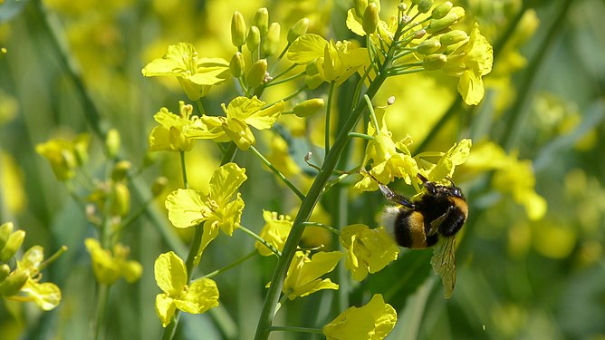 Bumblebee in Canola