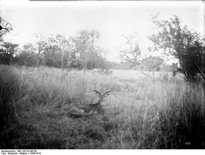 File:Bundesarchiv Bild 105-DOA0185, Deutsch-Ostafrika, Schwarzfersen-Antilopen.jpg