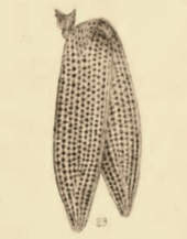 Buprestis tertiaria
(1890 illustration) Buprestis tertiaria Scudder 1890 pl2 Fig23.png