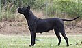 Perro de presa canario. Female