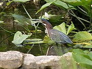 Butorides virescens