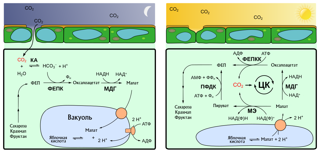 Цикл Кальвина в фотосинтезе. Кам метаболизм. Cam фотосинтез растения.