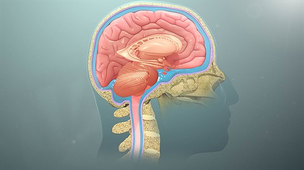 Layers protecting the brain and spinal cord