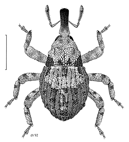 File:COLE Curculionidae Rainacalles volens.png