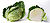Cabbage and cross section on white.jpg
