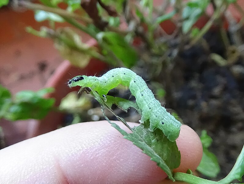 File:Cabbage looper caterpillar.jpg