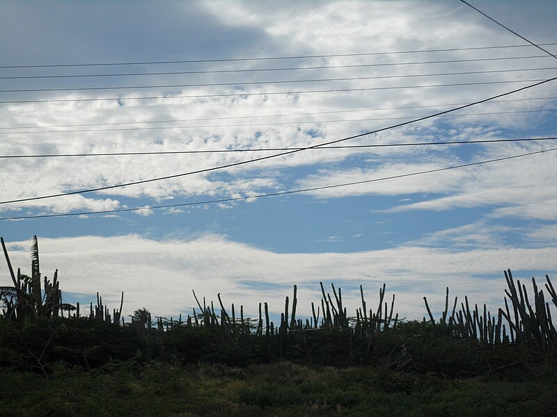 File:Cactus scrub Landscape Santa Cruz Aruba.jpg