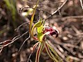 Caladenia atrovespa Australia - Canberra Black mountains