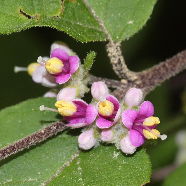File:Callicarpa mollis (flower s4).jpg