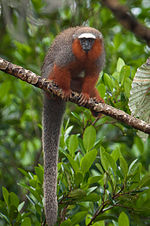 Thumbnail for File:Callicebus discolor.jpg