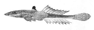 Arrow dragonet species of fish