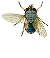 Calliphora augur from CSIRO.jpg