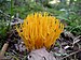 Calocera viscosa NV.jpg